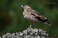 Aguila culebrera (Circaetus gallicus)