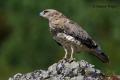 Aguila culebrera (Circaetus gallicus)