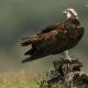 Descripción: E) Aguila pescadora