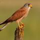 Descripción: Cernicalo primilla  (Falco naumanni)