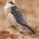 Descripción: Cernicalo patirrojo (Falco vespertinus)