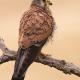 Descripción: Cernicalo Vulgar (Falco tinnunculus)