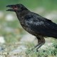 Descripción: Cuervo (Corvus corax)
