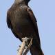 Descripción: Grajilla (Corvus monedula)