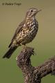 Zorzal charlo (Turdus viscivorus)