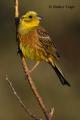 Escribano cerillo (Emberiza citrinella)