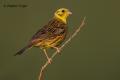 Escribano cerillo (Emberiza citrinella)