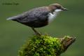 Mirlo acuatico (Cinclus cinclus)