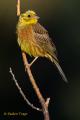 Escribano cerillo (Emberiza citrinella)