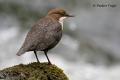 Mirlo acuatico (Cinclus cinclus)