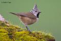 Herrerillo capuchino ( Parus cristatus)