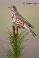 Zorzal charlo (Turdus viscivorus)