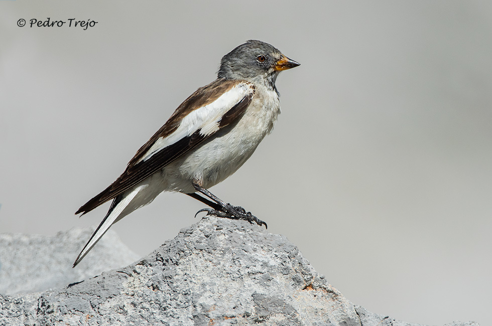 junco alpino