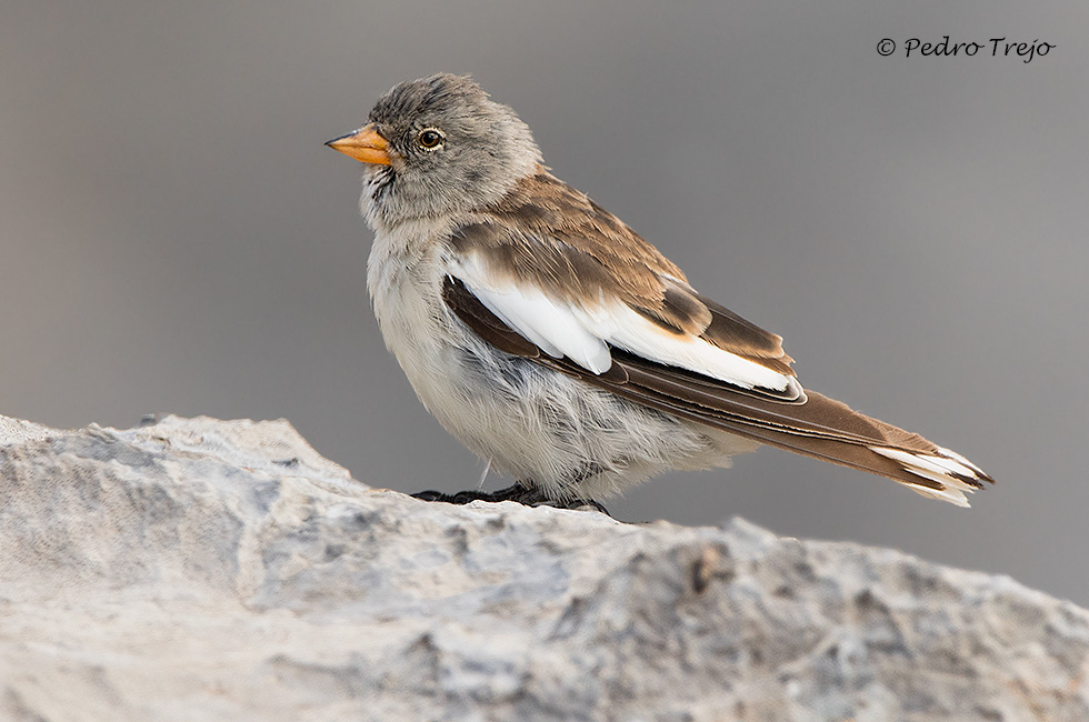 junco alpino