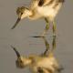 Descripción: Avoceta (Recurvirostra avosetta )