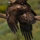 Descripción: Águila real (Aguila chrysaetos)
