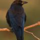 Corneja negra (Corvus corone corone)