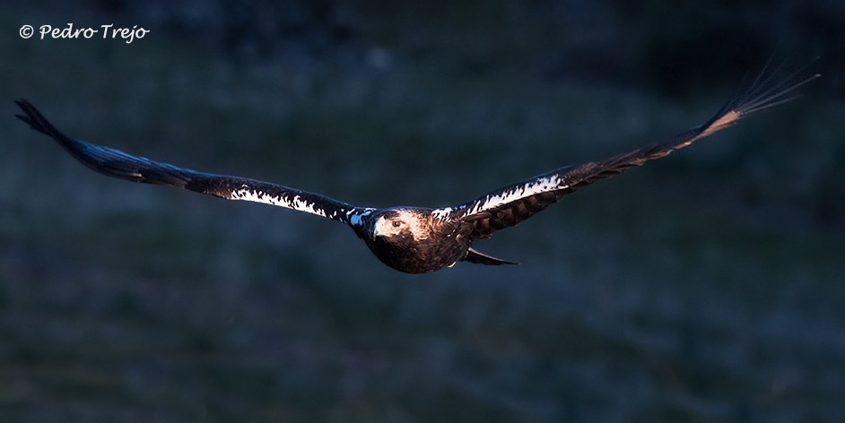 Aguila Imperial ibérica (Aquila adalberti)