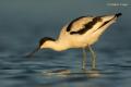 Avoceta (Recurvirostra avosetta)