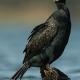 Descripción: H) Cormoran grande