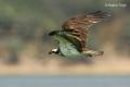 Aguila pescadora (Pandion haliaetus)