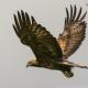 Descripción: Aguila real (Aguila chrysaetos)