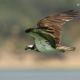 Descripción: Aguila pescadora (Pandion haliaetus)