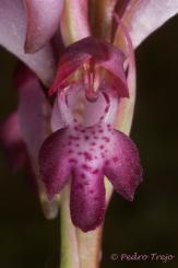 FLORA