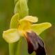 Descripción: Ophrys arnoldii