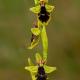 Descripción: Ophrys subinsectifera