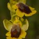 Descripción: Ophrys lutea
