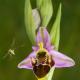 Descripción: Ophrys scolopax