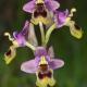 Descripción: Ophrys tenthredinifera