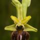 Descripción: Ophrys sphegodes