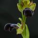 Descripción: Ophrys dyris