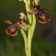Descripción: Ophrys speculum
