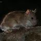 Descripción: Rata gris (Rattus norvegicus)