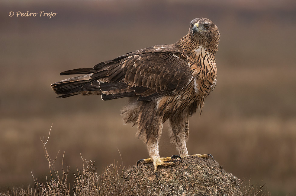 Aguila perdicera (Aquila fasciata)