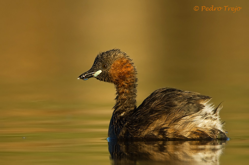 Zampullin chico ( Tachybaptus ruficollis )