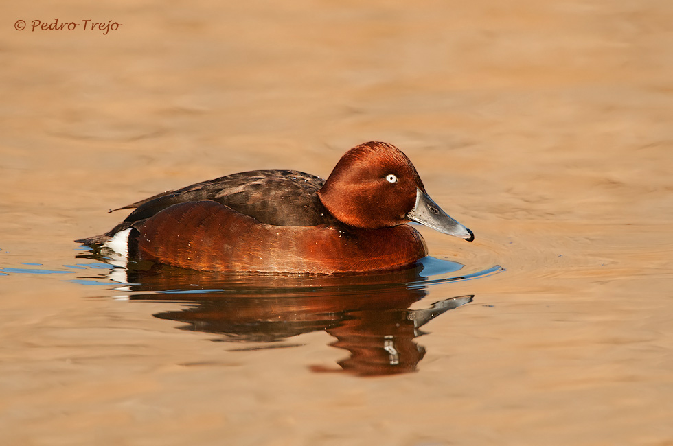 Porrón pardo (Aythya nyroca)