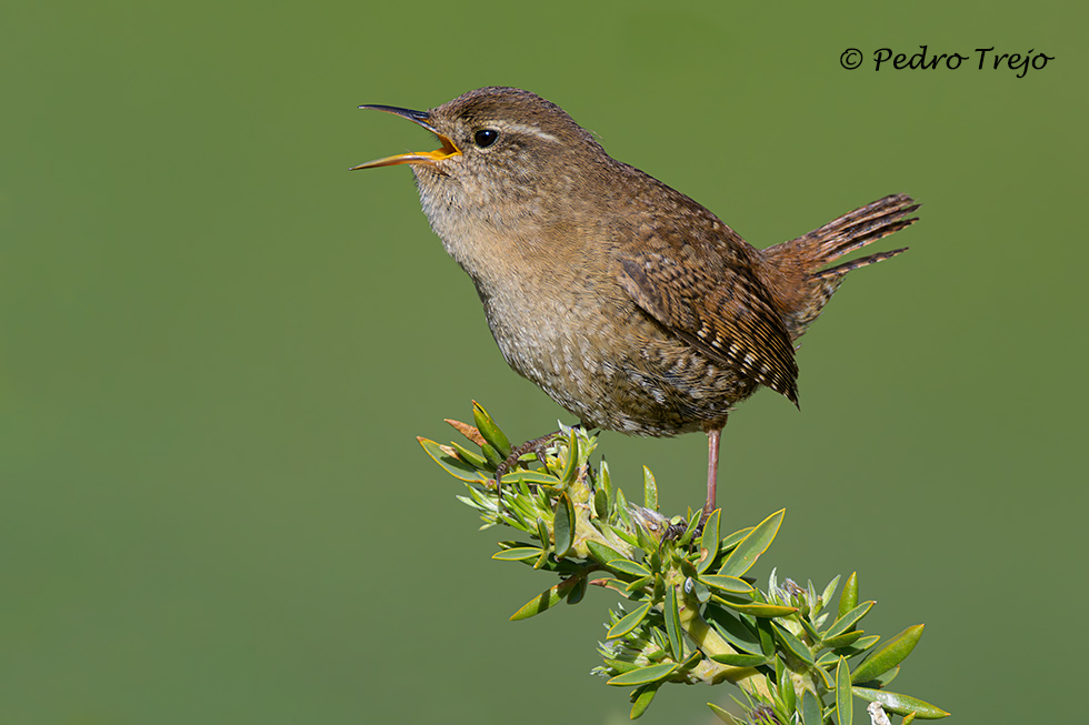 Chochin (Troglodytes troglodytes)