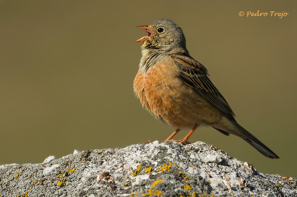 Escribano hortelano (Emberiza hortulana)