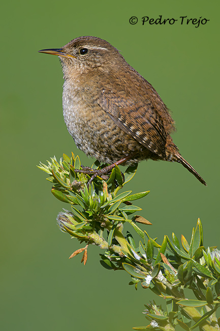 Chochin (Troglodytes troglodytes)