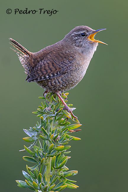 Chochin (Troglodytes troglodytes)