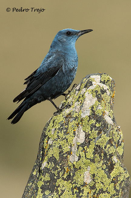 Roquero solitario (Monticola solitarius)