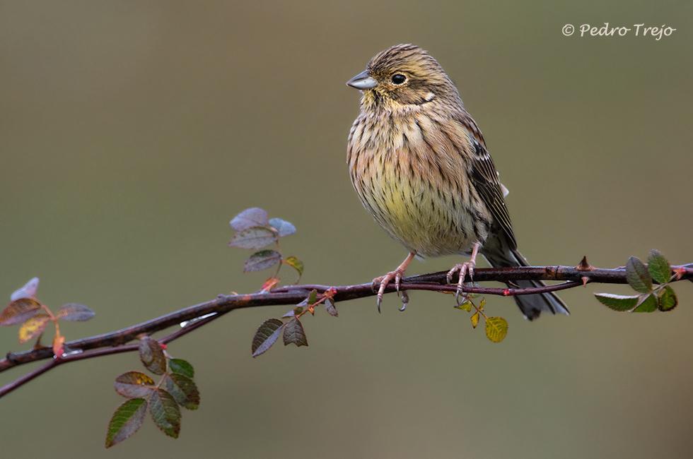 Escribano soteño (Emberiza cirlus)