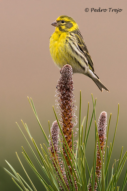 Verdecillo (Sirunus serinus)
