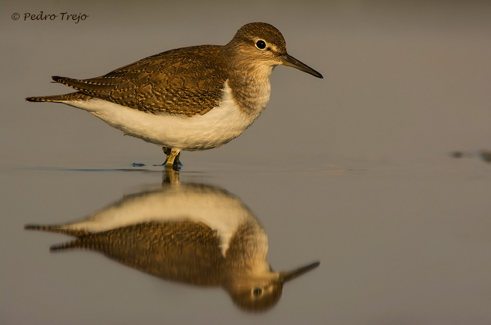 Andarrios chico ( Actitis hypoleucos)