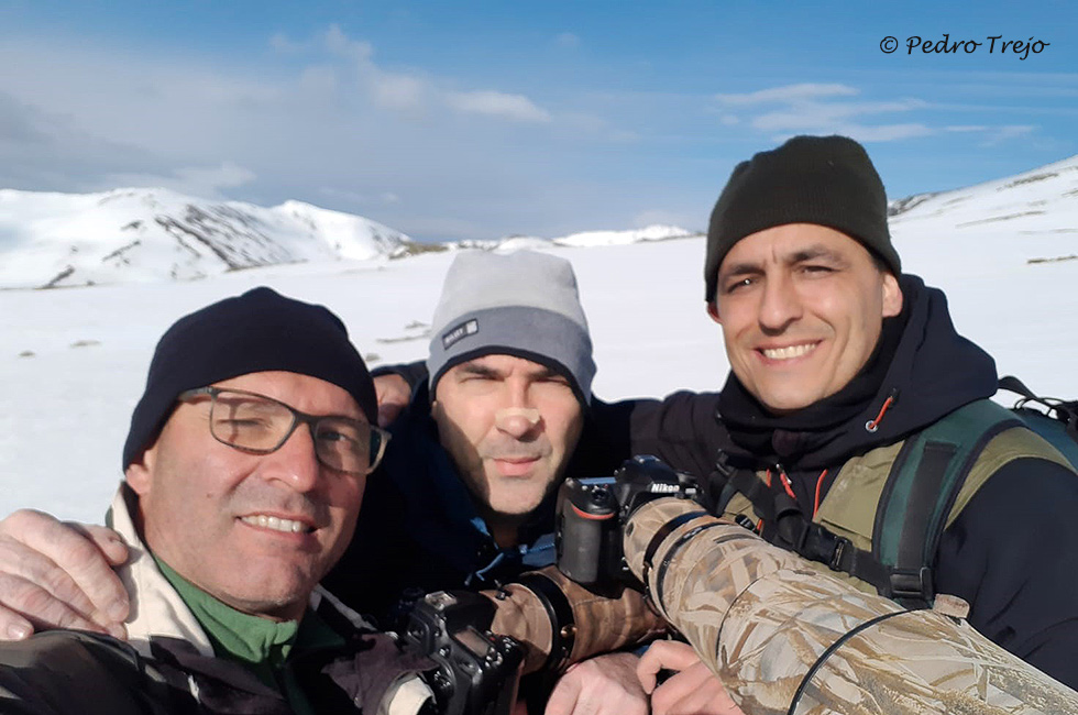 Fotografiando Perdices nivales