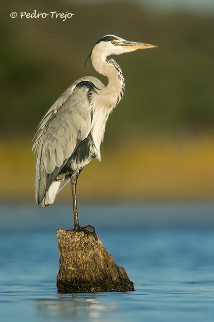 Garza real ( Ardea cinerea)